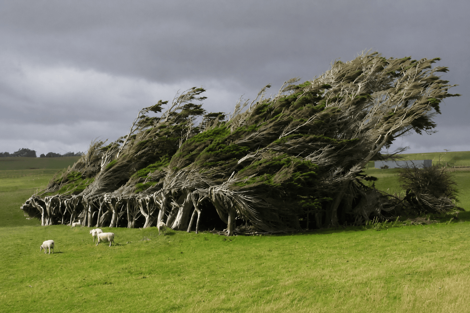 Wind-shaped trees bending across a green New Zealand field beneath dark clouds, with sheep grazing nearby